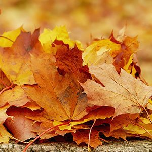 Herbstszenario braune Blätter