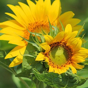 Sommerszenario Sonnenblumen