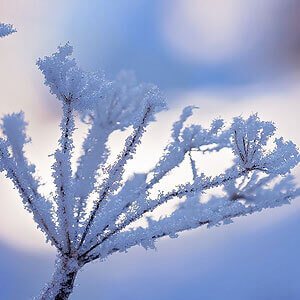 Winterszenario Frost auf Ästen